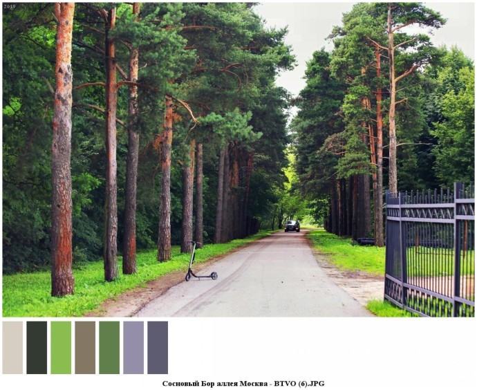 Сосновый бор аллея москва для съемок 4