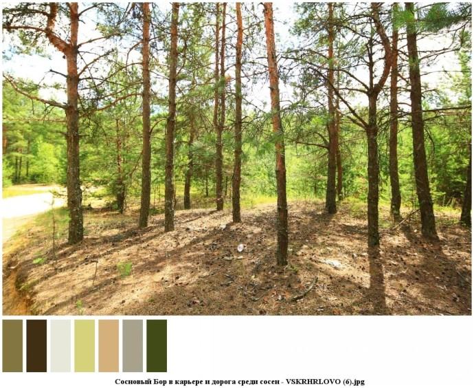 Сосновый бор в карьере и дорога среди сосен для съемок 5