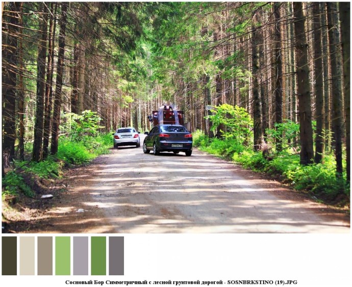 Сосновый бор симметричный с лесной грунтовой дорогой для съемок 16